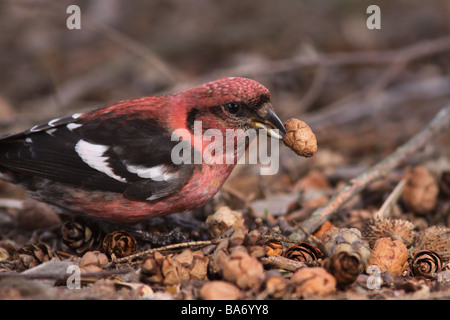 weiße winged Gegenwechsel Hemlock Kegel Fütterung rote männlich Stockfoto