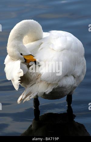 Whooper Schwan Cygnus Cygnus putzen bei Martin bloße WWT, Lancashire UK Stockfoto