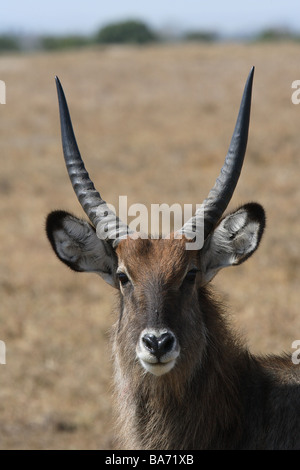 Steppe Wasser-Buck Kobus Ellipsiprymnus Porträt-Serie Afrika Kenia Wildlife Wildnis Tiere Spiel-Tier Tier Säugetier Stockfoto