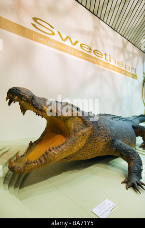 Schatz das Krokodil in das Museum und die Kunstgalerie des Northern Territory.  Darwin, Northern Territory, Australien Stockfoto