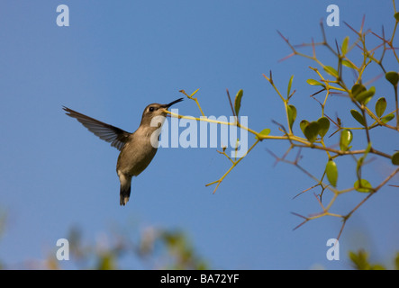 Biene Kolibri (Mellisuga helenae) weibliche Fütterung im Flug, Kuba. Stockfoto