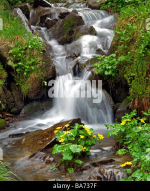 Der Fluss fließt auf Steinen in Bergen Karpaten Stockfoto