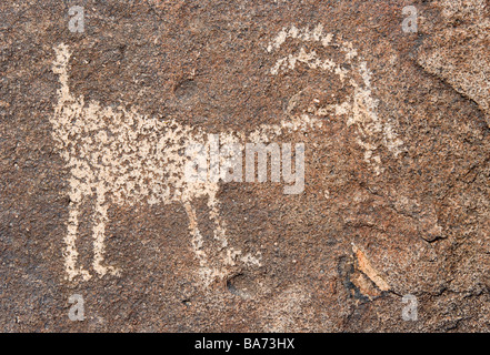 Eine alte Hohokum Indian Petroglyph ein Bighorn Schafe befindet sich diese Kunst am Picacho Peak Arizona Stockfoto