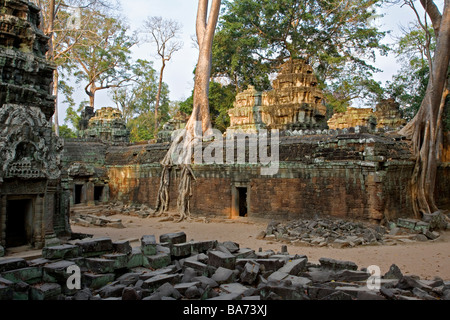 Ficus Strangulosa Baum, der über eine Tür in den antiken Ruinen von Ta Prohm am Standort Angkor Wat in Kambodscha Stockfoto