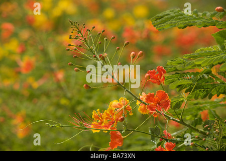 Nationale Blume von Barbados, gelb und rot Poinciana oder "Caesalpinia Pulcherrima" Blumen in Barbados, "West Indies" Stockfoto