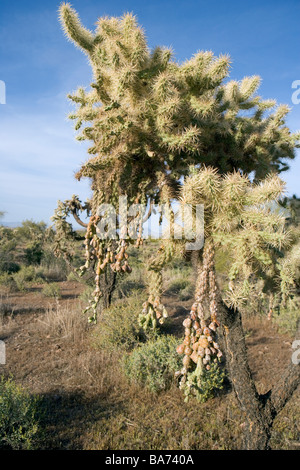 Ein reifer Chainfruit Cholla Kaktus in Arizona USA Opuntia fulgida Stockfoto