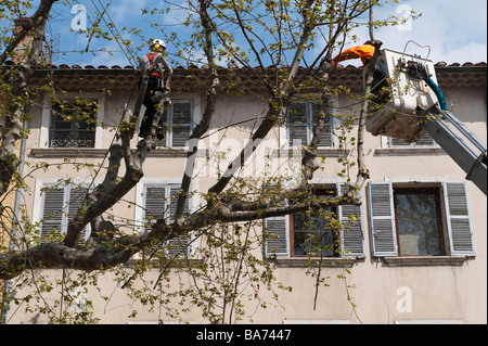 Arbeiter mit Kettensägen pollard die Platanen im Frühjahr in der Stadt Carpentras, Provence, Frankreich Stockfoto