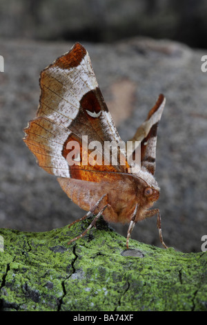 Lila Thorn - Selenia tetralunaria Stockfoto