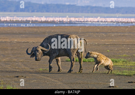 Gefleckte Hyänen jagen ein afrikanischer Büffel Stockfoto