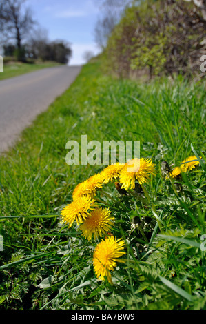 Löwenzahn wächst auf am Straßenrand Rande, UK Stockfoto