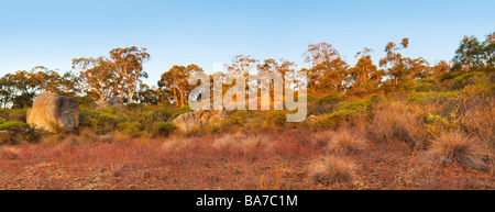 Eukalyptus-Bäume und Buschland auf Granit Böschungen von John Forrest Nationalpark wächst. Perth, Western Australia, Australia Stockfoto