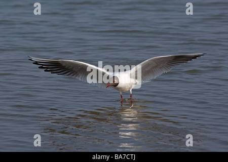 Black Headed Gull Larus Ridibundus im Winter Stockfoto