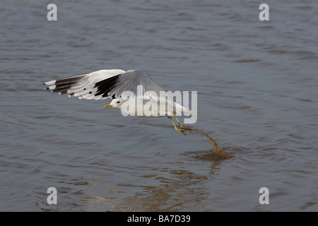 Gemeinsamen Gull Larus Canus Winter Norfolk Stockfoto