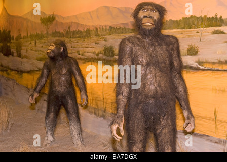 Ausstellungen im Las Vegas Natural History Museum in Nevada, USA. Stockfoto