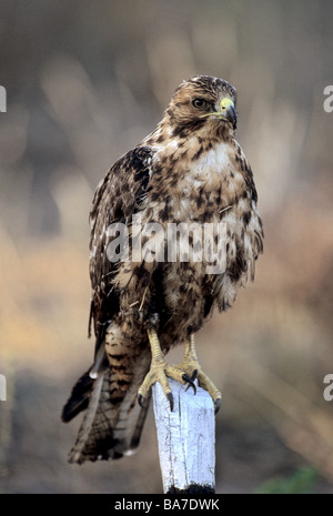 Galápagos Hawk / Buteo Galapagoensis Stockfoto