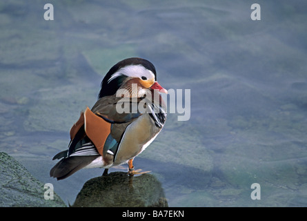 Mandarinente (männlich) - im Wasser stehend / Aix Galericulata Stockfoto