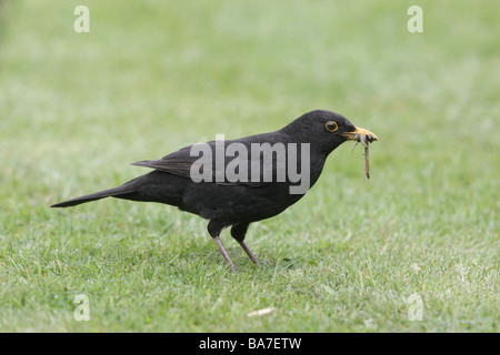 Amsel Turdus Merula männlich auf Rasen Midlands UK Feder Stockfoto