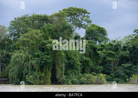 Amazonas und tropischer Regenwald, Combo-Insel, in der Nähe von Belem, Para, Brasilien, Südamerika Stockfoto