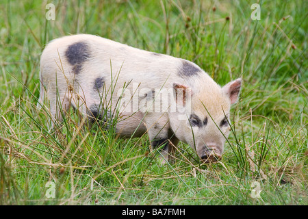 Mini-Schwein auf der Wiese / Sus Scrofa Domesticus Stockfoto