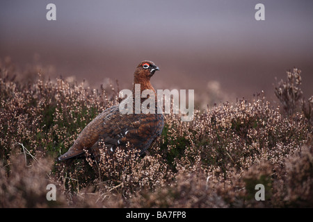 Moorschneehuhn Lagopus Lagopus Scoticus männlichen Winter Schottland Stockfoto