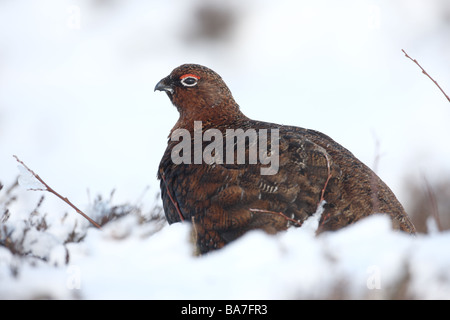 Moorschneehuhn Lagopus Lagopus Scoticus männlichen Winter Schottland Stockfoto