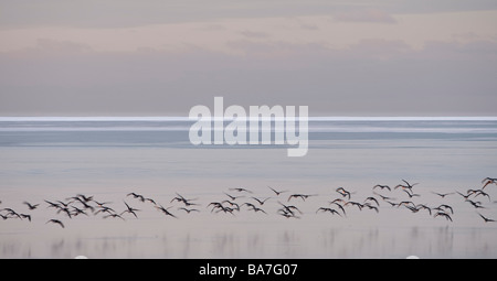 Herde Gänse in Holtsos, Eyjafjoll, Island Stockfoto