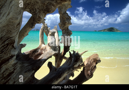 Treibholz auf einem Baum Coconut Beach, blaue Lagune, Lizard Island, Great Barier Reef, Australien Stockfoto