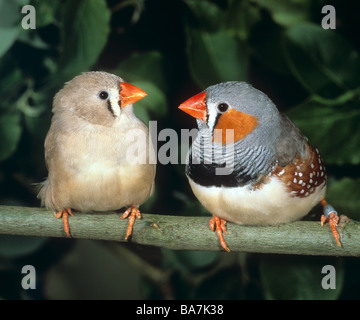 Zebra Finch (Taeniopygia Guttata). Paar auf einem Zweig (links: Weiblich, rechts: männlich) Stockfoto