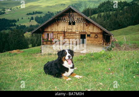 Berner Sennenhund - auf der Wiese liegend Stockfoto