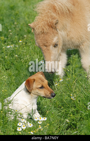 tierische Freundschaft: Mini-Shetland-Pony Fohlen und Jack Russell Terrier Hund Stockfoto
