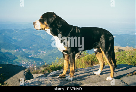 Mehr Schweizer Sennenhund - stehend Stockfoto