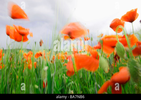 Rote Mohnblumen in einem Weizen Feld, in der Nähe von Fayence, Cote d ' Azur, Provence, Frankreich Stockfoto