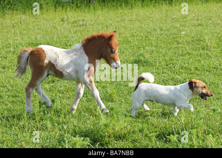 tierische Freundschaft: Mini-Shetland-Pony Fohlen und Jack Russell Terrier Hund Stockfoto