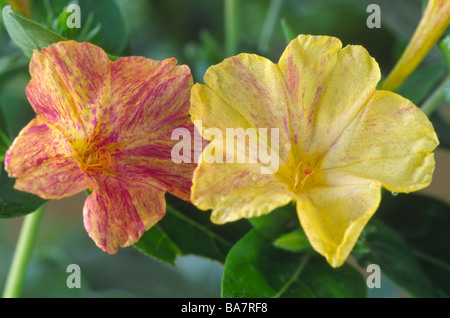 Mirabilis Jalapa "Gelb und rot Marmor" (04:00 Blume, Marvel von Peru) Stockfoto