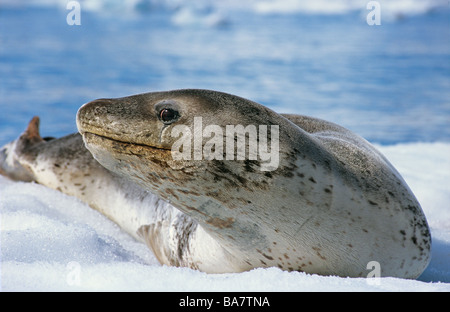 Seeleopard - liegend / Hydrurga Leptonyx Stockfoto