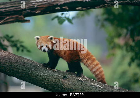 Roter Panda (Ailurus fulgens), der auf einem Ast steht Stockfoto