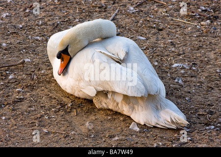 Schwan am Mistley Wände Stockfoto