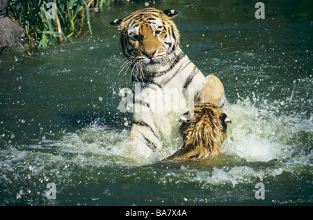 Sibirischer Tiger mit Cub in Wasser / Panthera Tigris Altaica Stockfoto