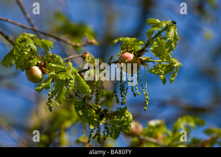 Eiche Äpfel am Baum Norfolk Stockfoto