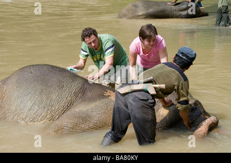 Sumatra-Elefanten gewaschen von Touristen im Fluss bei Tangkahan, Sumatra Stockfoto