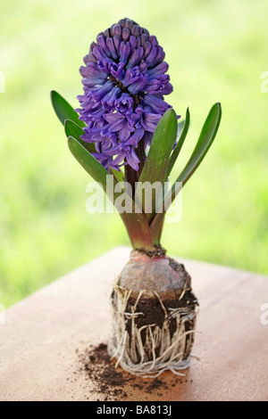 Anpflanzung von Hyazinthe Hyacinthus hybr Stockfoto