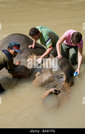 Sumatra-Elefanten gewaschen von Touristen im Fluss bei Tangkahan, Sumatra Stockfoto