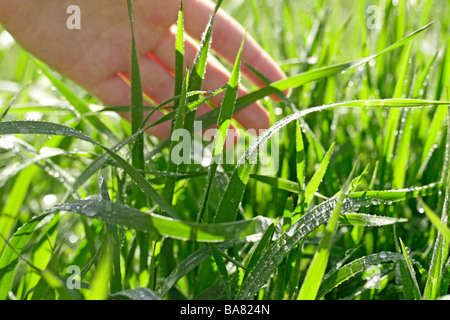 Grass und hand Stockfoto