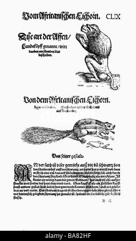Zoologie/Tiere, Lehrbücher, "Historia animalium", von Conrad Gessner, Zürich, Schweiz, 1551 - 1558, oben: Pavian (Papio), unten: Barbar-Bodenhörnchen (Atlantoxerus getulus), Holzschnitt, Stockfoto