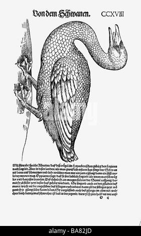 Zoologie / Tiere, Lehrbücher, "Historia Animalium" von Conrad Gessner, Zürich, Schweiz, 1551-1558, Schwan (Cygnus), Holzschnitt, Stockfoto