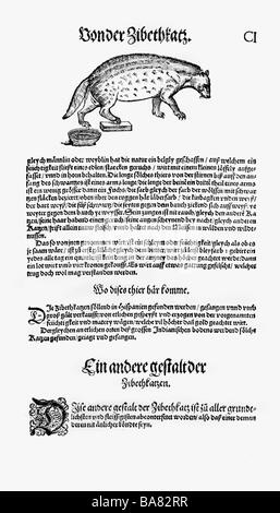 Zoologie/Tiere, Lehrbücher, "Historia animalium", von Conrad Gessner, Zürich, Schweiz, 1551 - 1558, civet cat (Viverra), Holzschnitt, Stockfoto