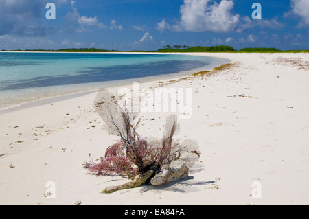 Gorgonien am Strand in Espenqui Los Roques Venezuela in Südamerika Stockfoto