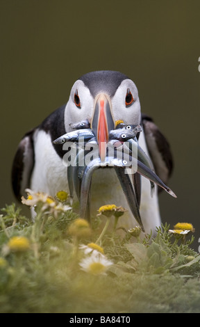 Papageitaucher mit Sandaal Stockfoto