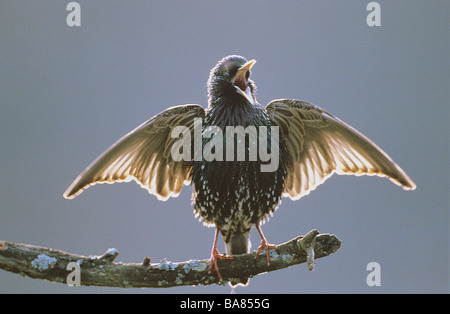 Starling - stehend auf AST / Sturnus Vulgaris Stockfoto