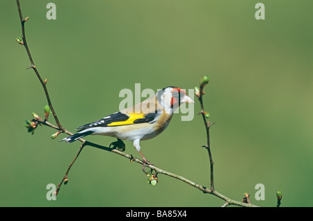 Europäische Goldfinch - stehend auf AST / Zuchtjahr Zuchtjahr Stockfoto